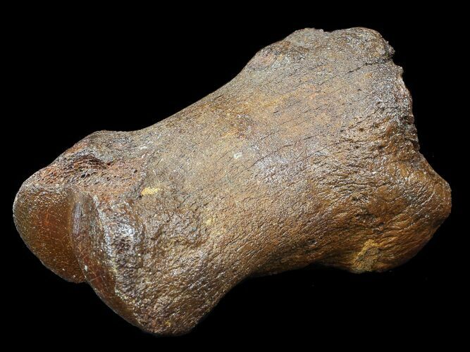Ice Age Bison Metatarsal (Toe Bone) - North Sea Deposits #43147